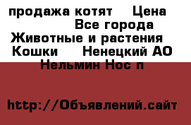 продажа котят  › Цена ­ 15 000 - Все города Животные и растения » Кошки   . Ненецкий АО,Нельмин Нос п.